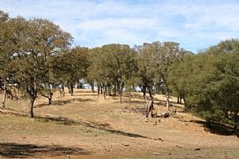 Nice and Quiet 3 Bedroom Home on Horse Property  in Copperopolis, CA