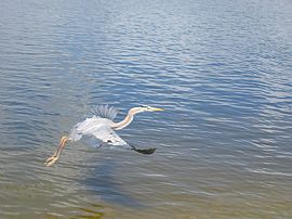 Immaculate 3 Bedroom Pool and Lake Home in Tropical Oasis in Coconut Creek, FL (Photo 11 of 12)