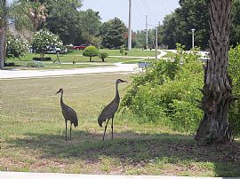 Immaculate 4 Bedroom Home in Highly Desirable Windermere in Windermere, FL (Photo 5 of 5)