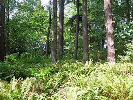 Large 3 Bedroom - Approx. 2300 Sq. Ft. Rambler Home on Dead-End  in Everett, WA (Photo 7 of 10)