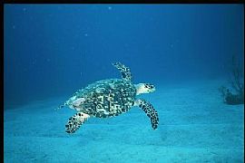 Wonderful 3 Bedroom Victorian Home in Eastern Shore! in Parksley, VA (Photo 12 of 12)