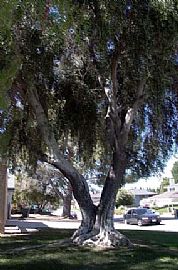 Beautiful 3 Bedroom Spanish Style Home in Excellent Location in Canyon Country, CA (Photo 10 of 10)
