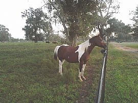 4 Br 2.5 Ba Scenic 10acre Pool Free Water Sewer  Www.Truths.Org in Rosharon, TX (Photo 3 of 12)