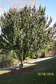 Immaculate 2 Bedroom, 1st Floor Townhouse with Skylights in Schaumburg, IL (Photo 6 of 8)