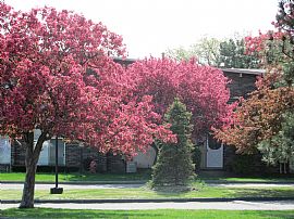 Come Home! in Canton, MI (Photo 3 of 6)