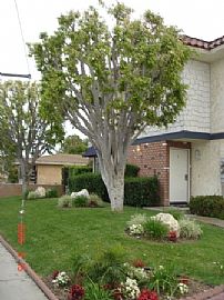 Remodeled 3 BR, 2.5 BA Townhouse with New Paint in Huntington Beach, CA (Photo 3 of 8)
