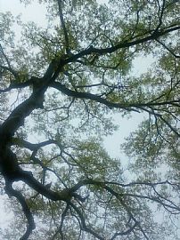 4 Br House in Quiet Neighborhood with Back Deck and Yard in Albany, NY (Photo 4 of 4)