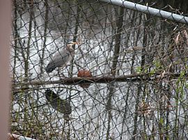 Enjoy The Wildlife View in Smokey Point, WA (Photo 5 of 9)