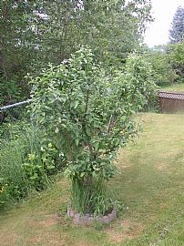 Enjoy The Wildlife View in Smokey Point, WA (Photo 6 of 9)