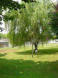  Great Home in The Heart of Clarksville (st. Bethlehem!) in Clarksville, TN (Photo 11 of 11)