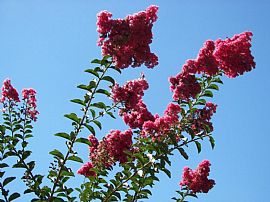 1 Bd/1 Bath Orangevale 1 and 2 Bedrooms in Citrus Heights, CA (Photo 5 of 5)