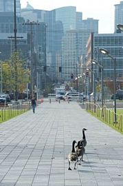 Urban Living in This Seattle Sanctuary! in Seattle, WA (Photo 3 of 5)