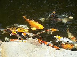 2 Bedroom Apartment at Park Orchard Apar in Hayward, CA (Photo 3 of 3)