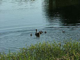 2 Bd/2 Bath Pool, Tennis Courts, Fitness in Horn Lake, MS (Photo 4 of 5)