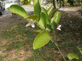 Spacious One Bedroom (650 Sq Ft) Apartment in Duplex (lower Apt in Miami, FL (Photo 7 of 10)