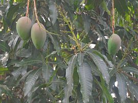 Spacious One Bedroom (650 Sq Ft) Apartment in Duplex (lower Apt in Miami, FL (Photo 8 of 10)