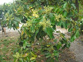 Spacious One Bedroom (650 Sq Ft) Apartment in Duplex (lower Apt in Miami, FL (Photo 9 of 10)