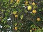Bkyrd w/pic of lemon tree